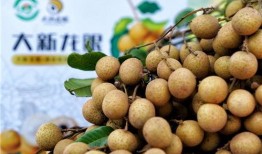 龙眼 在线观看,穿越时空的奇幻之旅在线观看