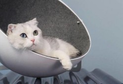 娱乐吃瓜酱改造猫窝,萌宠新居，趣味升级！
