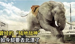 大侠爆料大驴的视频大全,揭秘视频大全背后的精彩故事