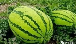 哪里可以吃免费的瓜,揭秘全国瓜果免费品尝地