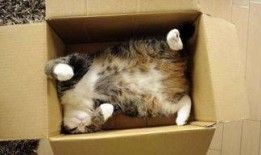 娱乐吃瓜酱改造猫窝,萌宠新居，趣味升级！