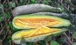 网红的吃瓜网站有哪些名字,盘点那些热门的八卦聚集地