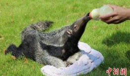 人幼兽在线观看,一场跨越时空的奇幻冒险之旅