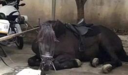 网红骑马爆料事件视频大全,视频大全揭秘幕后真相