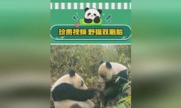 熊猫的食珍爆料视频,探寻国宝的美食世界
