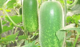 新大瓜免费吃瓜入口,畅享独家资讯盛宴！