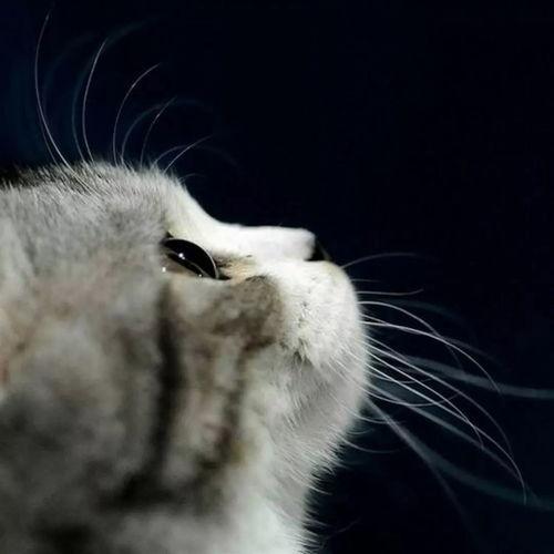 娱乐吃瓜酱营业的猫,揭秘吃瓜酱营业的猫界风云